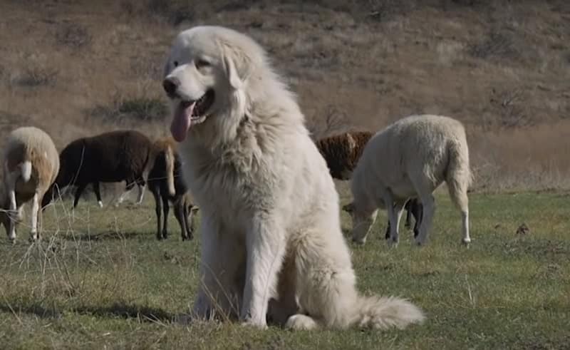 are great pyrenees water dogs
