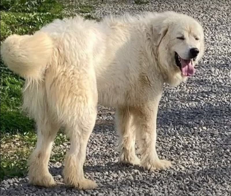 can great pyrenees swim