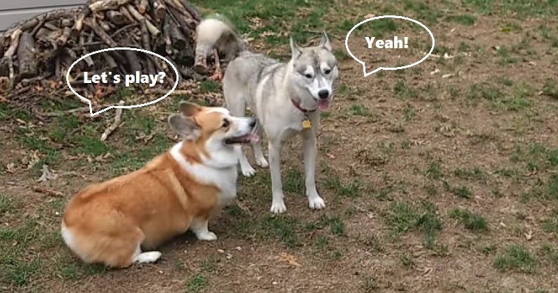 do corgis get along with other dogs