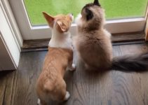 Are Corgis Good with Cats?