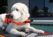 Do Great Pyrenees Like Water?