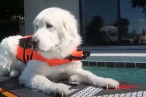 Do Great Pyrenees Like Water?