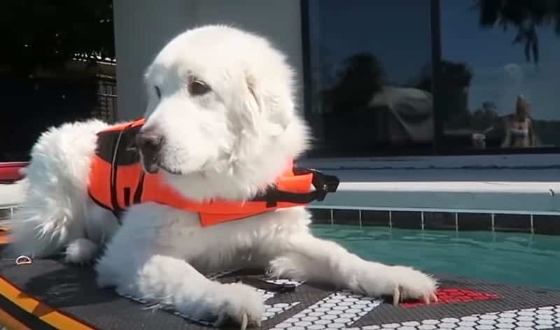 do great pyrenees like water