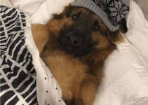 Do Dogs Get Cold At Night?