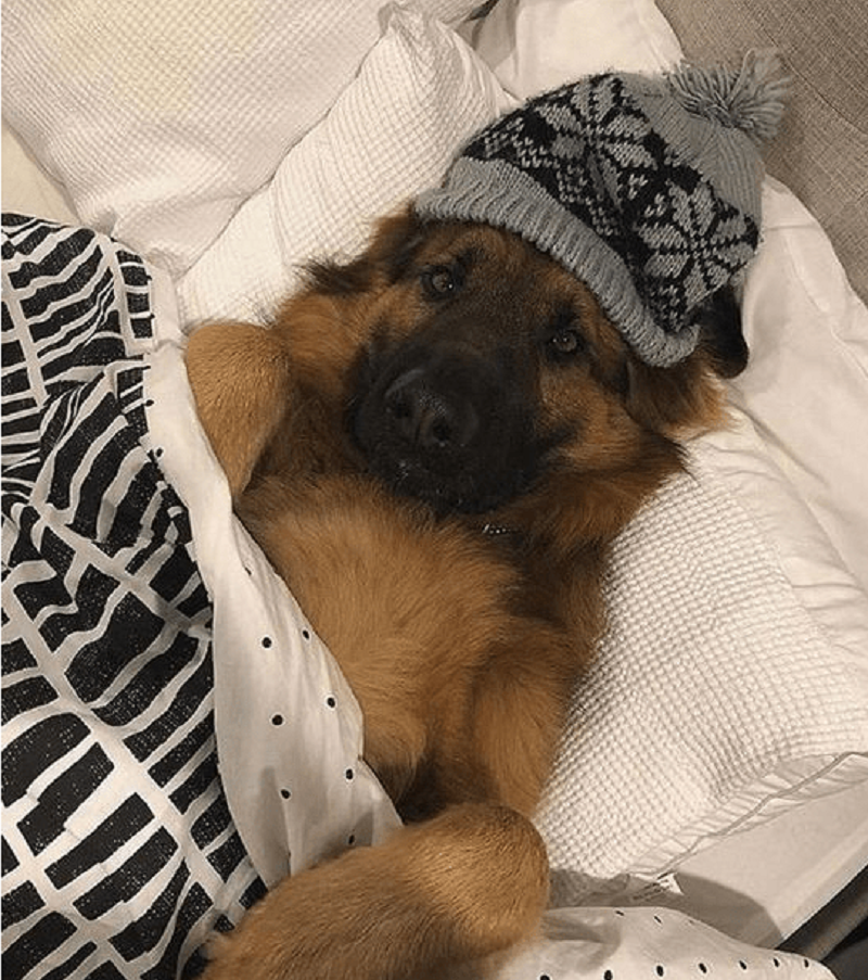 do dogs get cold outside at night