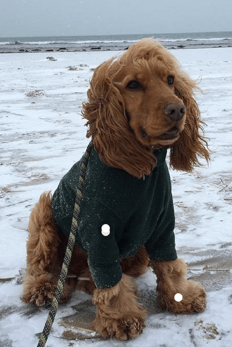how to keep dog warm