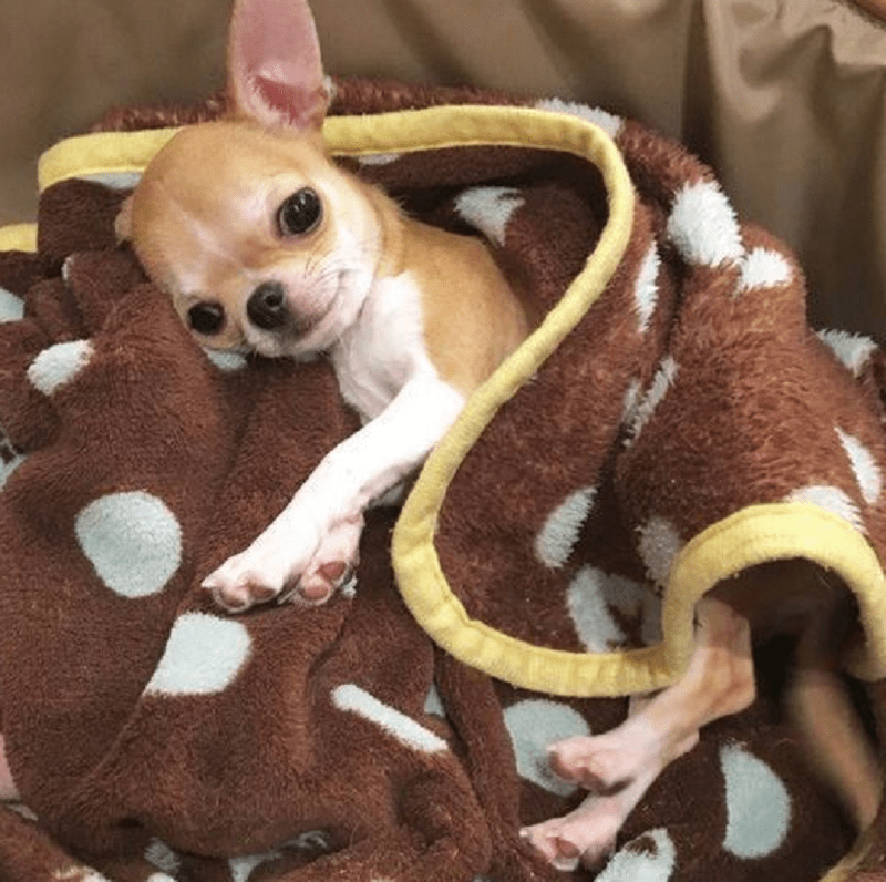why do chihuahuas burrow under blankets