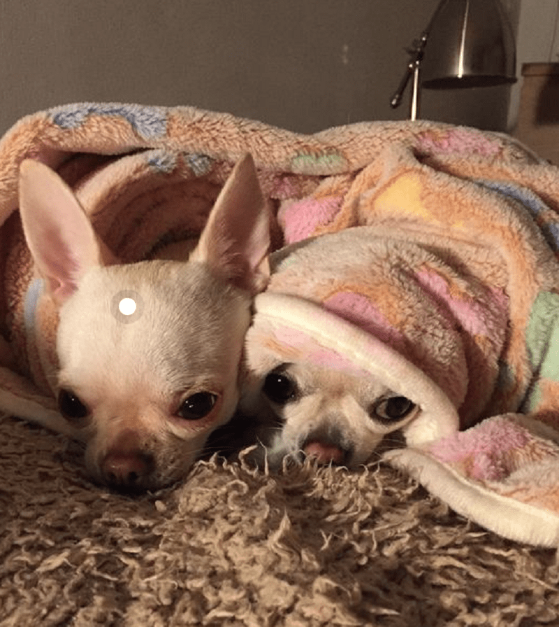 why do chihuahuas sleep under covers